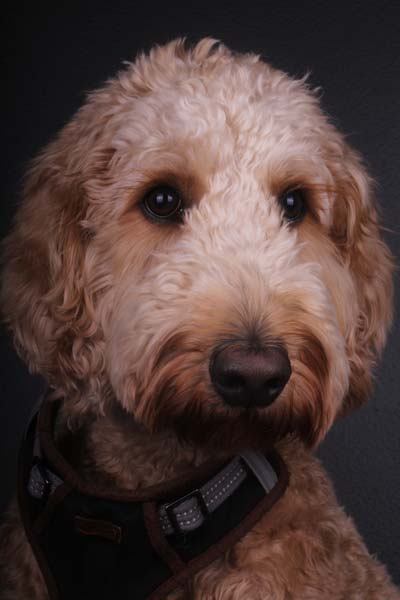 Bradley - Canine Executive Officer (CEO) Bradley - Canine Executive Officer (CEO)
