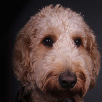 Bradley - Canine Executive Officer (CEO)